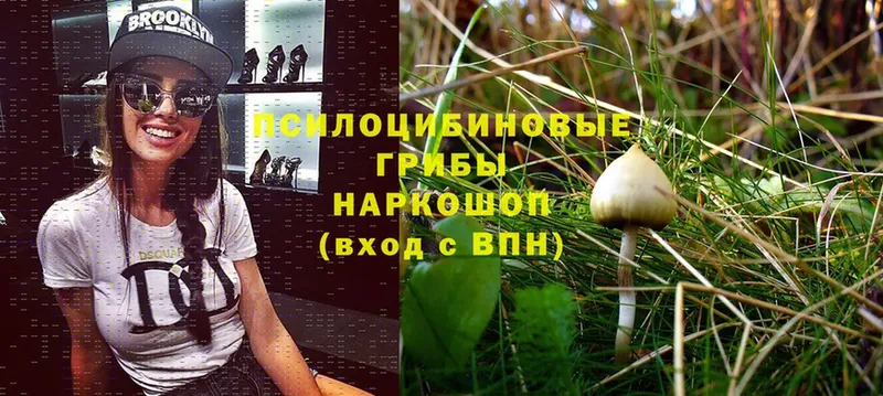 Псилоцибиновые грибы Psilocybine cubensis  купить  сайты  Бабаево 